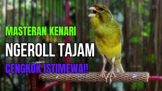 Download lagu SUARA BURUNG Kenari GACOR PANJANG INI Cocok untuk Masteran KENARI PAUD dan Kenari Macet BUNYI mp3 Download lagu SUARA BURUNG Kenari GACOR PANJANG INI Cocok untuk Masteran KENARI PAUD dan Kenari Macet BUNYI mp3