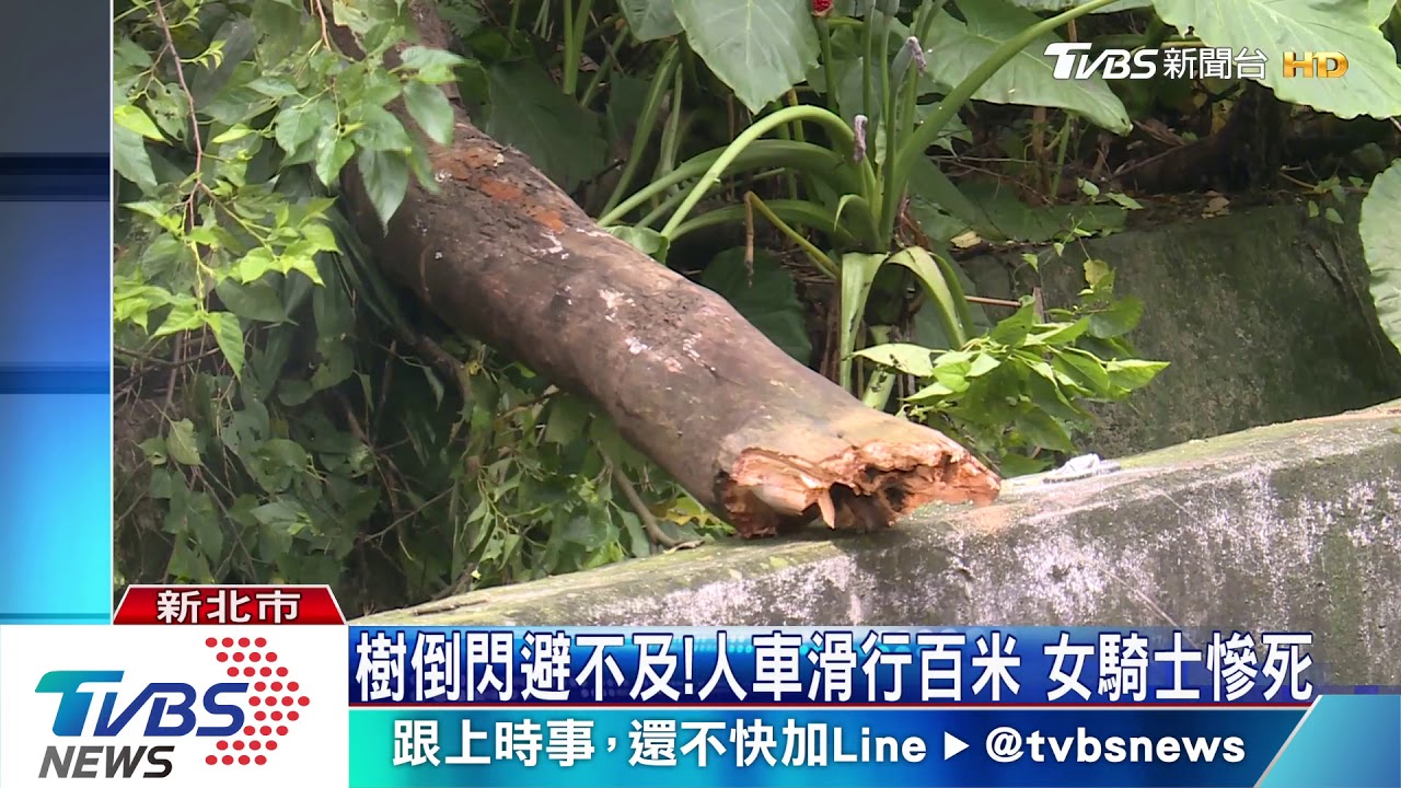路樹突倒塌!女騎士摔車死 家屬可求國賠