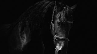 Danny Elfman - Black Beauty