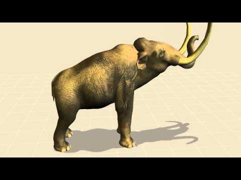 Elephant into Columbian Mammoth  3D body morph