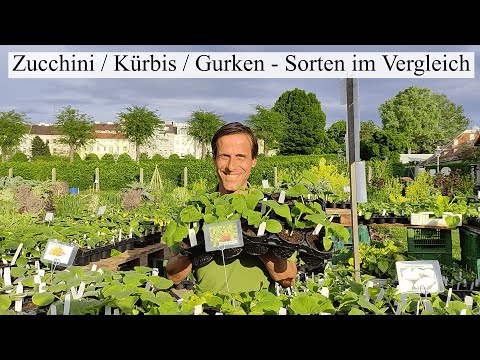 , title : 'Die Vielfalt der Gurkengewächse 🥒 Sorten und Anbautipps für Zucchini, Kürbisse, Melonen und Gurken 😁'