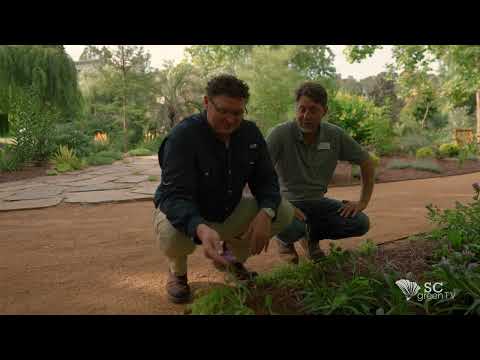 Hands-on garden activity from the SC Green TV series