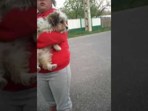 Micsunestii Marii PRIMUL VIDEO