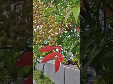 特別な果物が実るナナカマドの木 植物