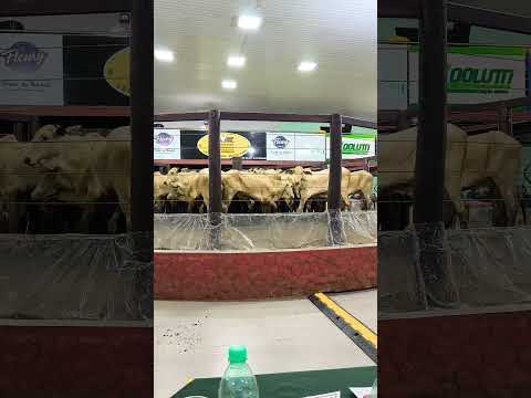 Leilão de qualidade Rianápolis -go ✅ #compras #nalida #gado #roça