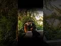 Mor Piya Piya Nagpuri Lyrics Video