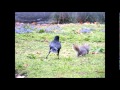 Crow chasing squirrel 