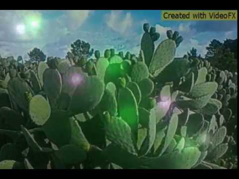 Figo da índia Video legendado sobre a obtenção da inverno na cactacea 2016/2017