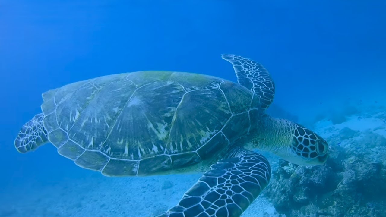 小琉球微電影-等歸人