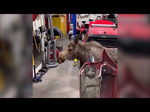 Video Thumbnail: Watch: Moose inspects Alaska fire department