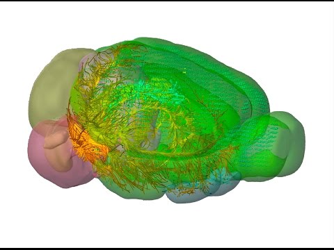 download lagu mp3 mp4 Mouse Brain Atlas Download, download lagu Mouse Brain Atlas Download gratis, unduh video klip Mouse Brain Atlas Download