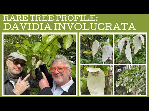Rare tree profile: Davidia involucrata or the dove-tree or handkerchief tree