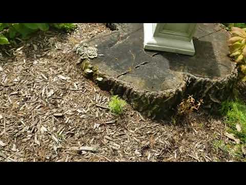 Spring Garden Tour 2024