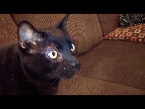 Talking Kitty Cat 25 - A Very Angry Kitty Cat (reupload)