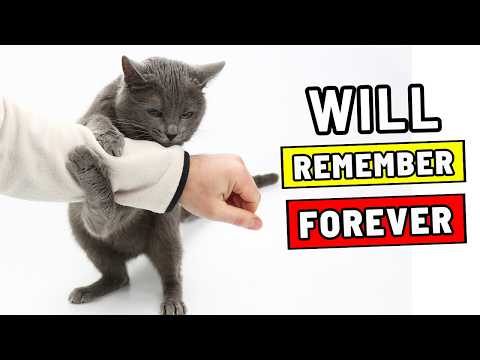 12 Moments Your Cat Remembers About You Forever