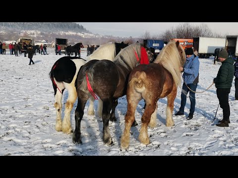 Caii lui Costel Vlad de la Satu Mare\ Bucovina