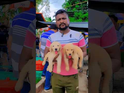 Golden Retriver puppy Male Female #pradiptamitra #pets #market #puppy #goldenretriever