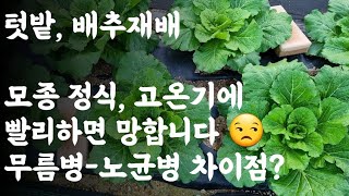 배추 모종 정식, 고온기에 빨리하면 이렇게(?) 될 수 있습니다 / 배추 무름병과 노균병의 차이점은?