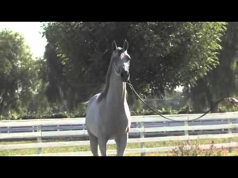 Electrify (Emigrant).m4v