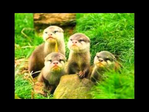download lagu mp3 mp4 Hoa Mng o, download lagu Hoa Mng o gratis, unduh video klip Hoa Mng o