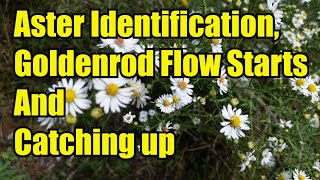 Aster Identification, Goldenrod And Catching Up On Past Beekeeping Topics