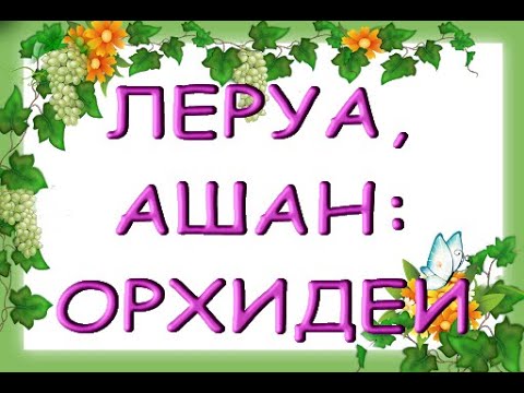 Завозы ОРХИДЕЙ:потрясающий ПЕЛОРИК "Попугай",09.09.21,ЛЕРУА,Ашан,ТЦ "Космопорт",Самара (Дыбенко,30).