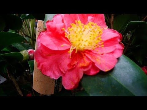 ЛЕРУА МЕРЛЕН --много соблазнов для садоводов.