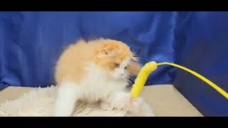 スコティッシュフォールドの動画01