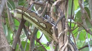 preview picture of video 'Carpet Python filmed in Nambucca Heads'