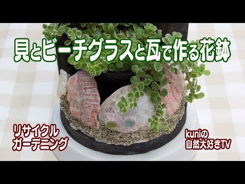 ビーチグラス 植物