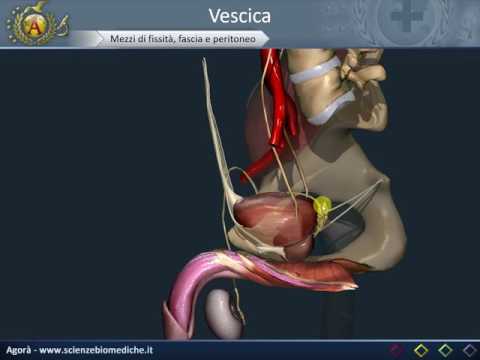 Dolore alla prostata mashonke Trattamento prostatite elettroforesi