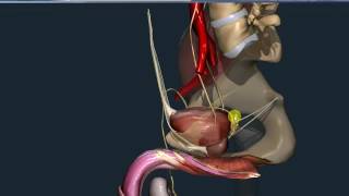 Apparato escretore 06: Vescica