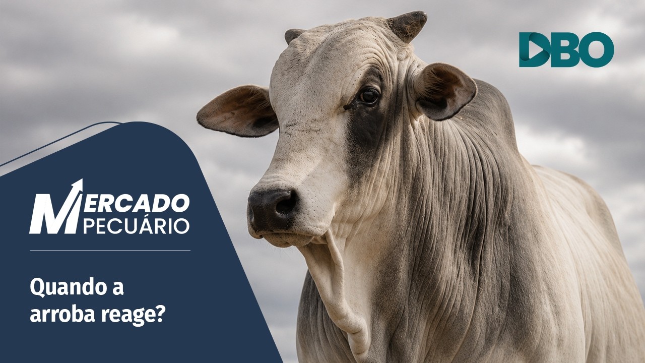 Boi gordo: incertezas do mercado externo pressionam os preços no Brasil