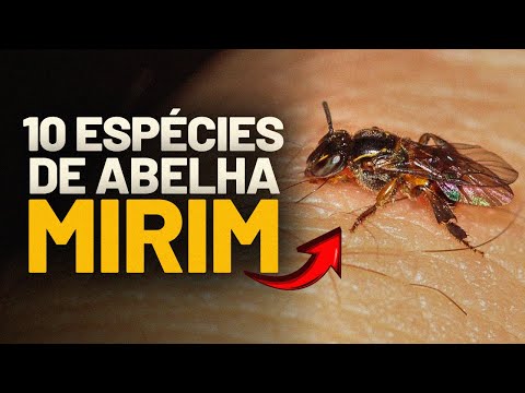 10 best-known SPECIES of BEE🐝