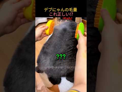 デブにゃんの毛量 これ正しい!?
