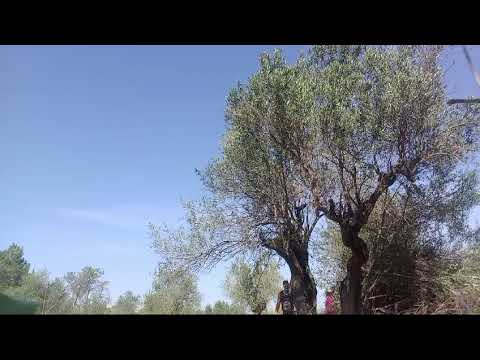 poda en el Olivar 6