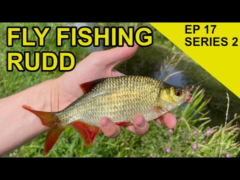 Rudd on The Fly : Species Hunt (EPISODE 37)