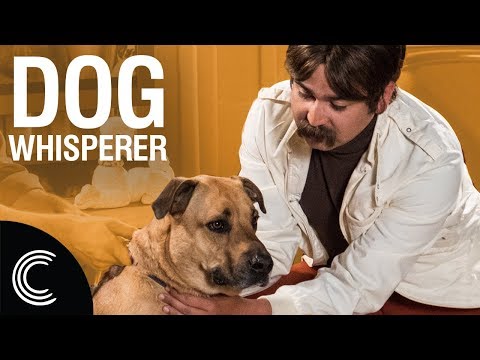 The Dog Whisperer with Farley Archer: Rescue Dogs