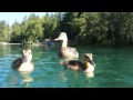 Ducks Swimming Underwater Crystal Clear Water Close Up