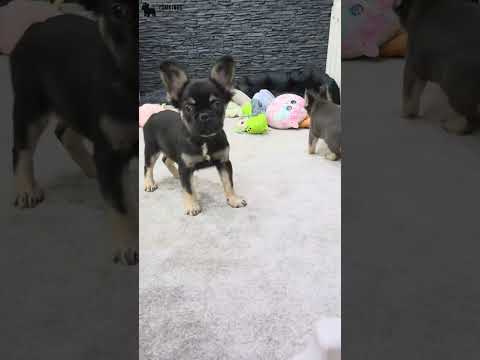 Video 3