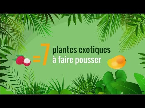 , title : '🌴 7 fruits exotiques mangés = 7 plantes tropicales à faire pousser 🍍'