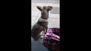 Travelling with your dog WITHOUT a car UK