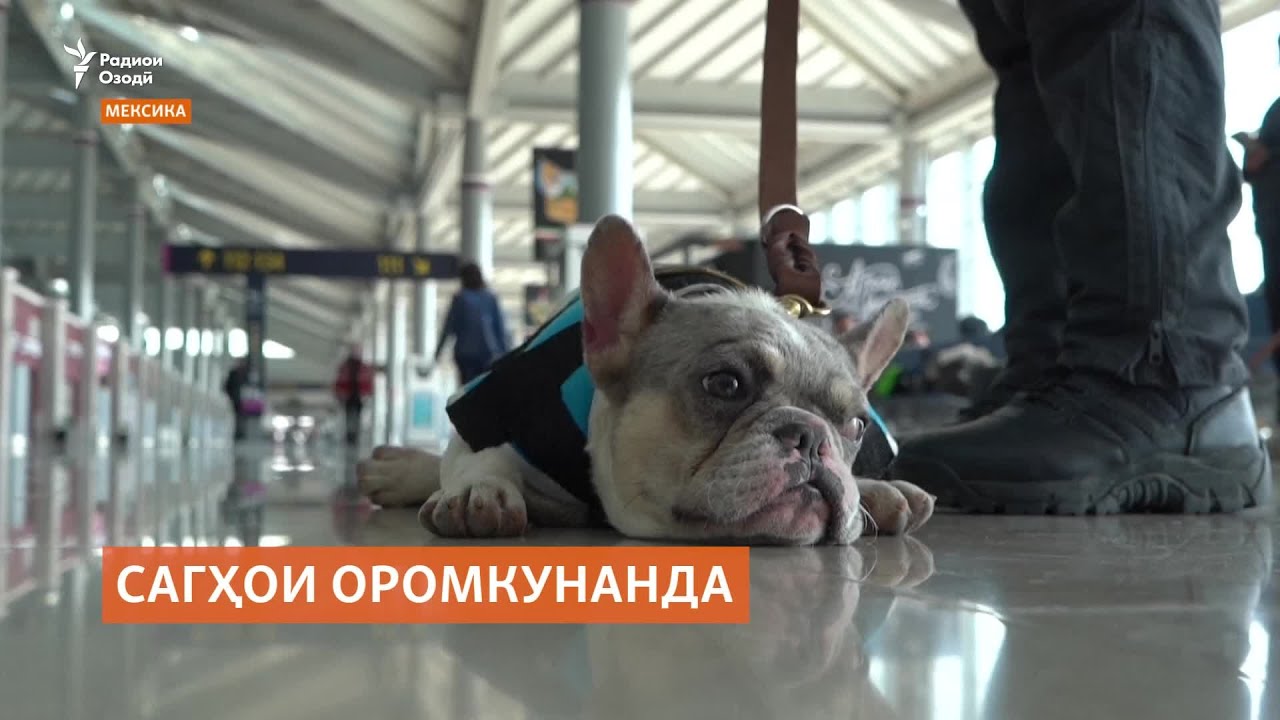 Сагҳои оромкунанда дар хидмати мусофирони фурудгоҳҳои Мексика