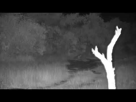 Djuma: Lone Hyena (Ribbon) still laying on side of the road - 03:53 - 03/18/2022