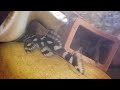 Dekeyseria picta Dekeyseria picta