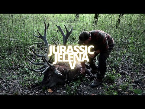 JURASSIC JELENA V - Deer rut in Serbia - The new season!