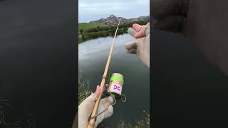 Download lagu reel DC limited edition dan joran Legend🎣 #shimano #daiwa #fishing #casting #mancing #angler mp3