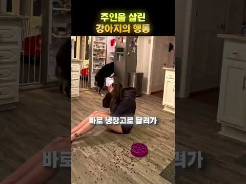 주인을 살린 놀라운 강아지 🐶❤️