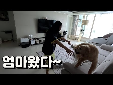 출산 후..한 달 만에 집에 돌아왔더니 뜻밖에 리트리버의 반응