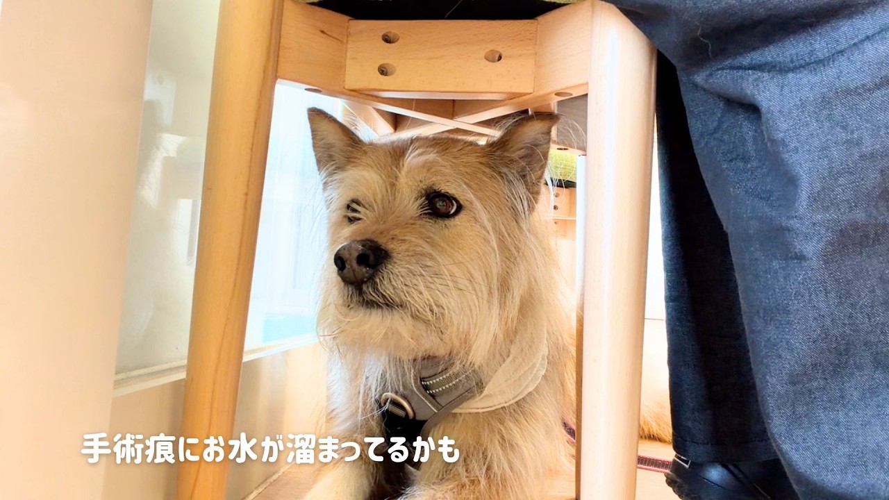 手術痕で気になることがあり病院へ行くことにしました｜ポテの手術その後